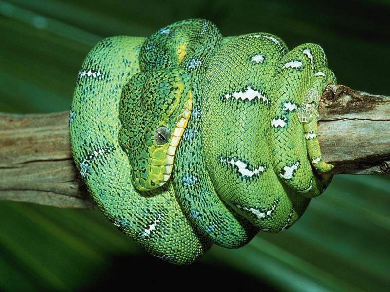 Snake | Animal Wildlife