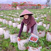 Objek Wisata Kebun Strawberry Ciwidey