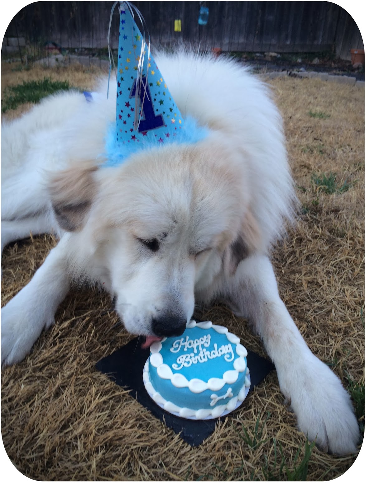 Bespoken Whimsy Happy Birthday Pup!