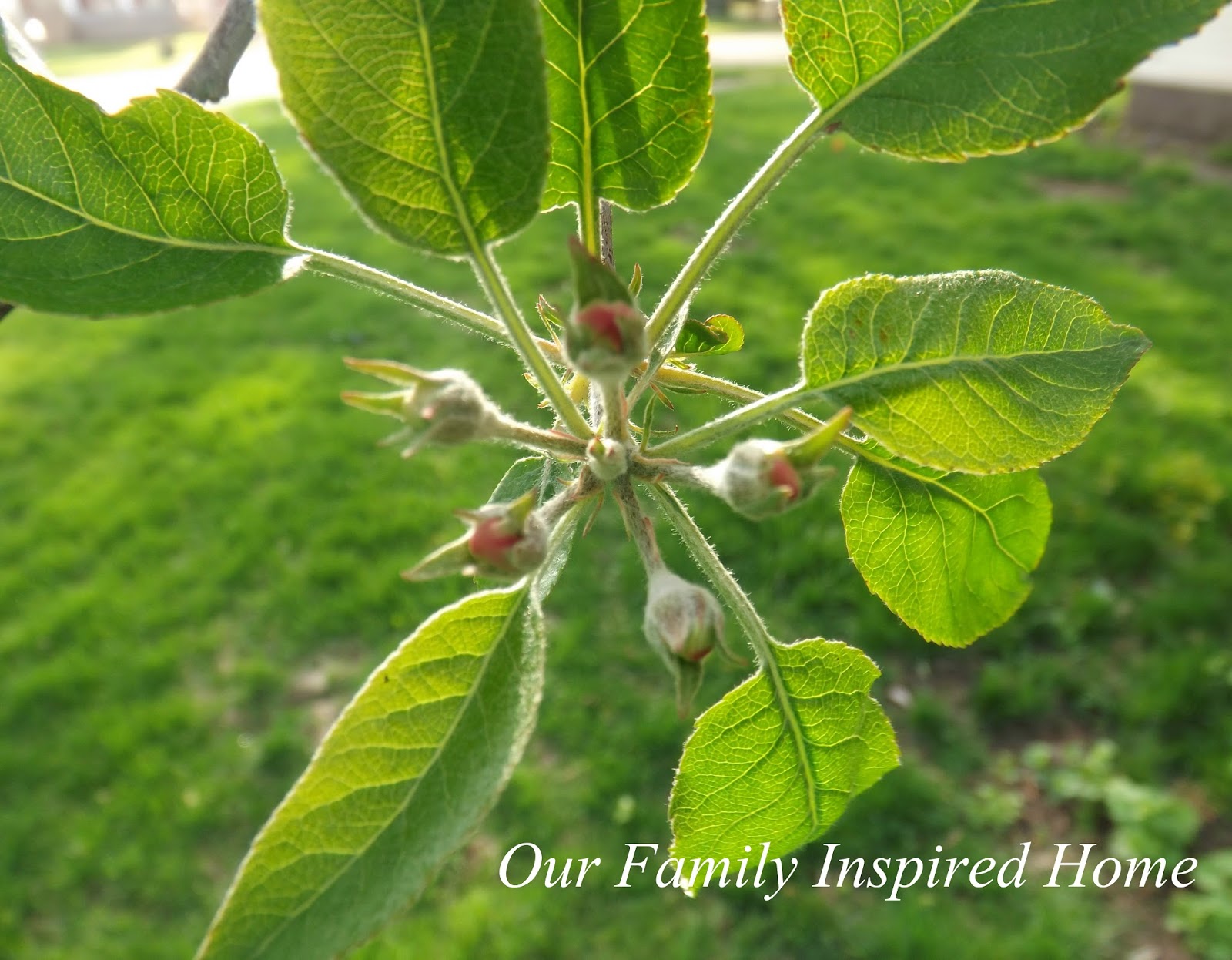 Our Family Inspired Home Apple Turnovers