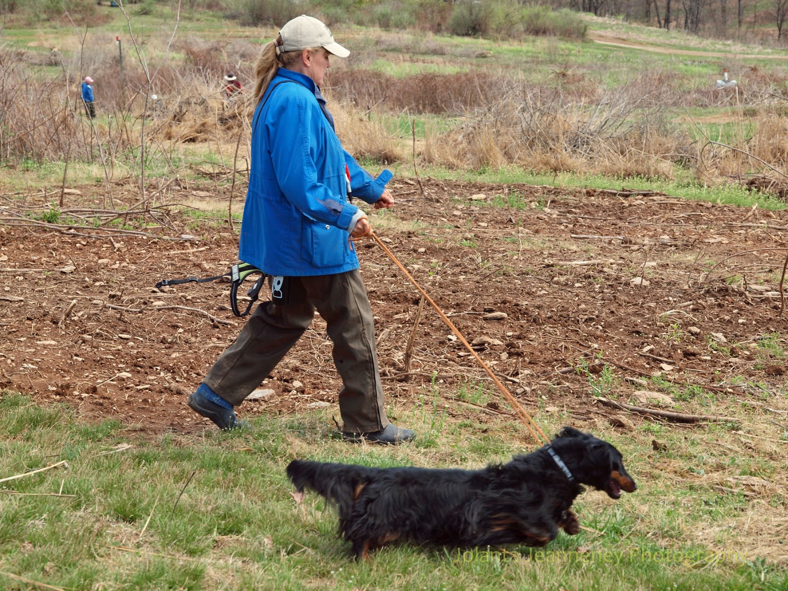 born to track blog 2013 dachshund club of america national field trial standard size dachshunds