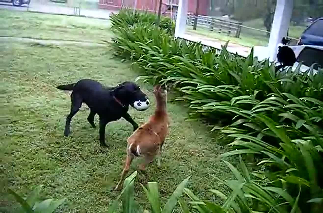 My Dog Likes To Eat Deer Corn My Dog Likes To Eat Deer Corn