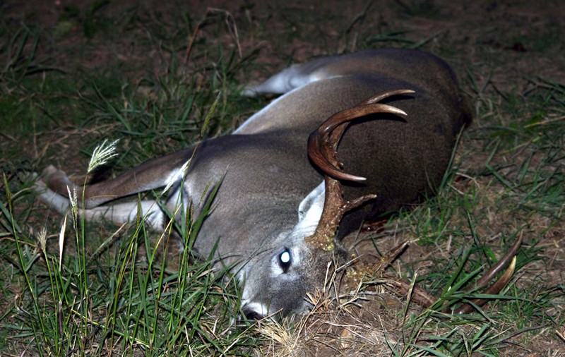 License to Kill Deer Hunt in the Blue Hills EuropeanAmerican blog