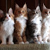 Litter size of Maine Coon Cats