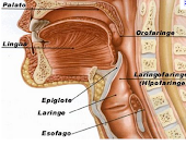 Faringe e laringe