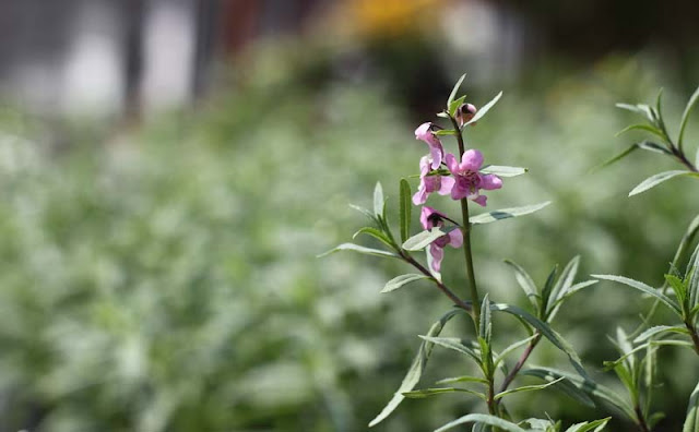 Angelonia Flowers Pictures