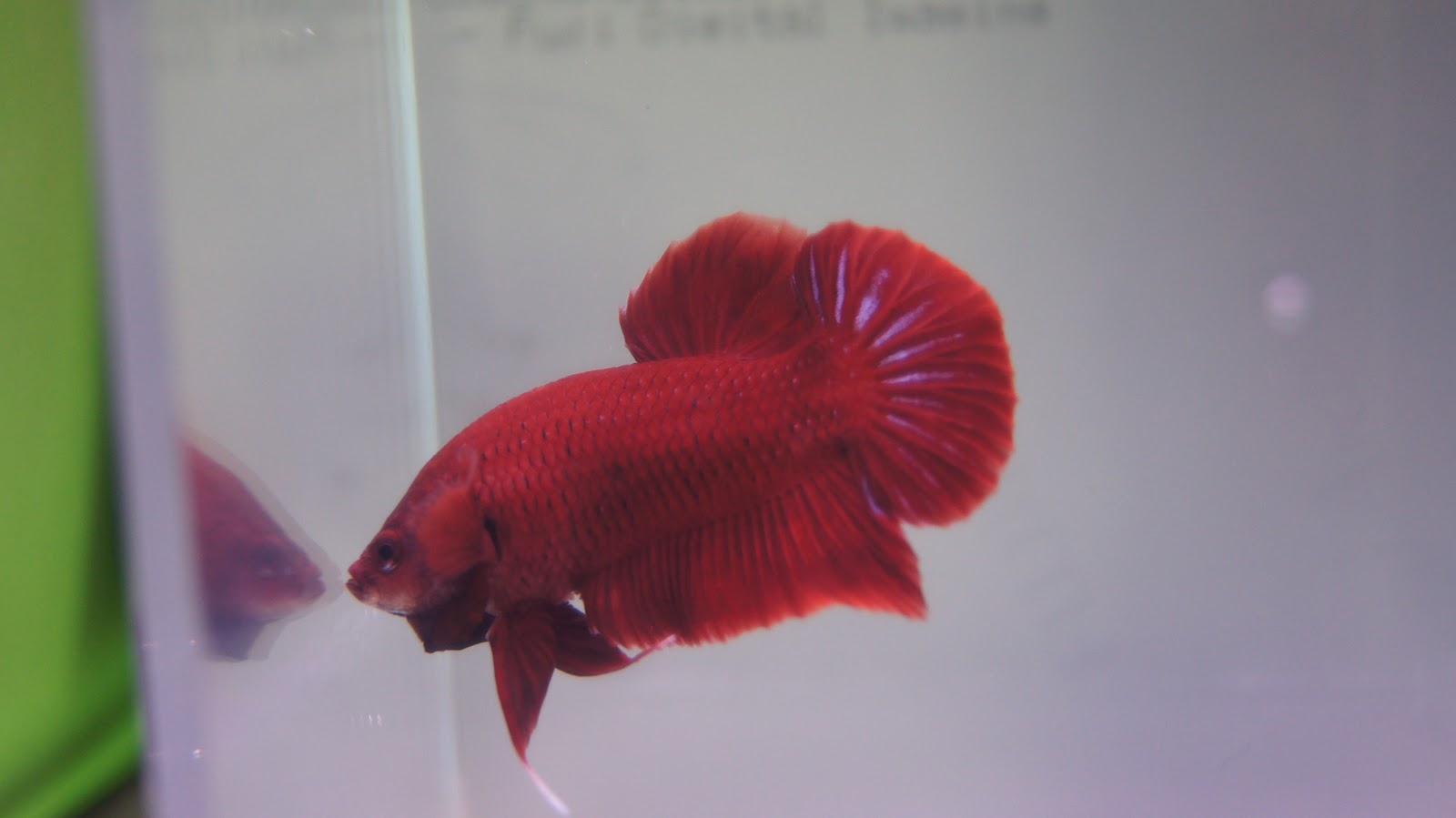 bettamexico (sack_polo): Betta Tradicional Plakat Show (FULL RED)