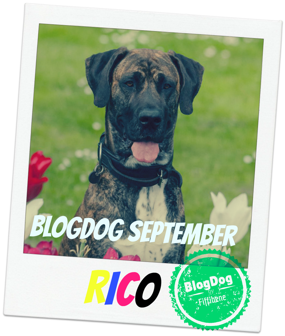 BlogDog Award September 2015