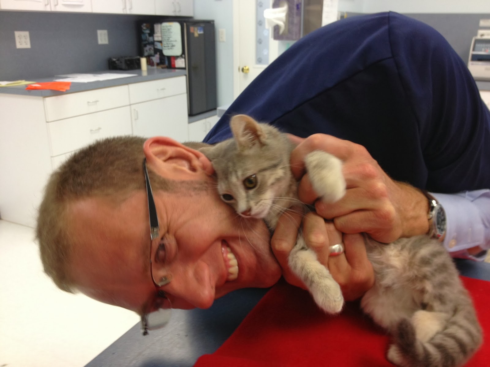 Exclusively Cats Veterinary Hospital Blog Feline Medicine without Borders!