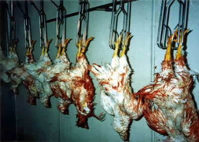 cruel factory farming of chickens go vegan