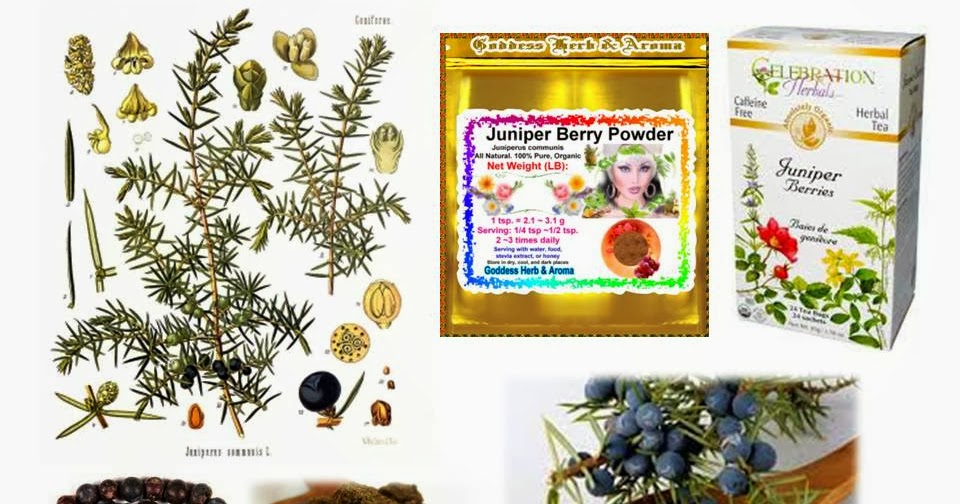 Ottawa Valley Dog Whisperer Juniper Berries Herbs for Dogs and Cats