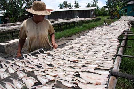 KUMPULAN BAHAN KULIAH: PENGERINGAN IKAN Free Download E