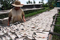 PENGERINGAN IKAN