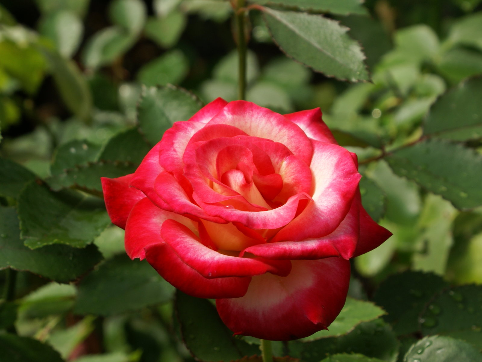http://4.bp.blogspot.com/-qNz2rc2bx_0/T1REub1usUI/AAAAAAAACao/n-Mfg6b82Y4/s1600/wallpaper_roses-dsc00763.jpg