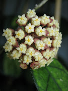 hoya finlaysonii IX