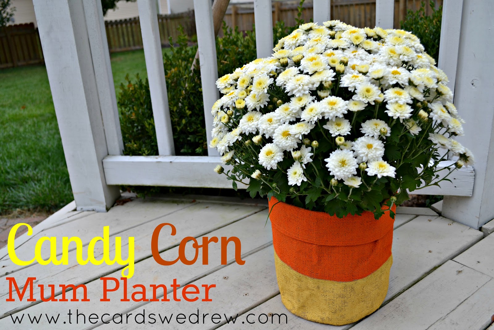 candy corn mum planter