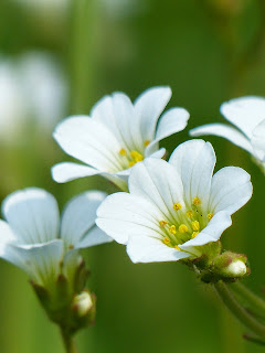 Meadow Saxifrage - Knolsteenbreek - Saxifraga blanca - Saxifrage granulée - Knöllchen-Steinbrech  