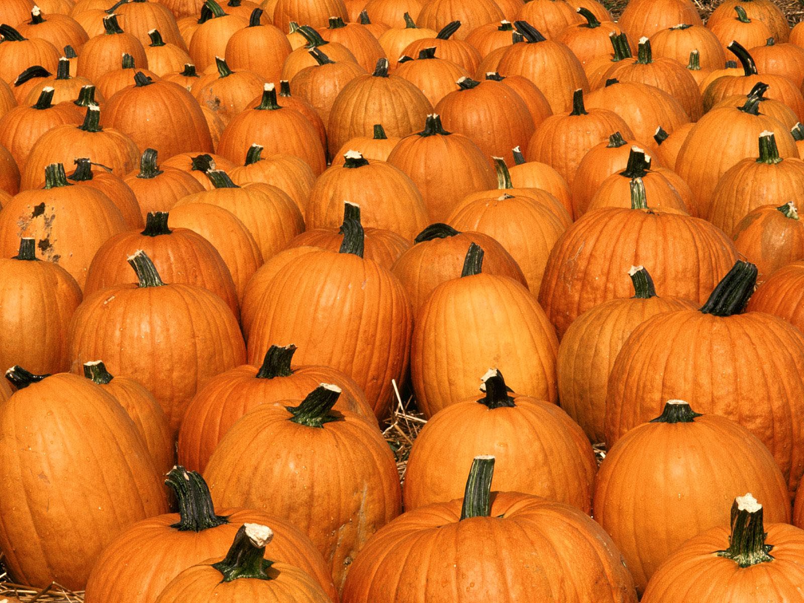 wallpapers: Pumpkin Wallpapers