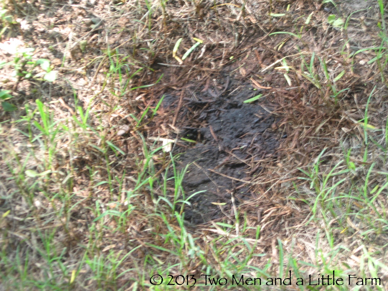 Two Men and a Little Farm MESQUITE TREE LEAKING