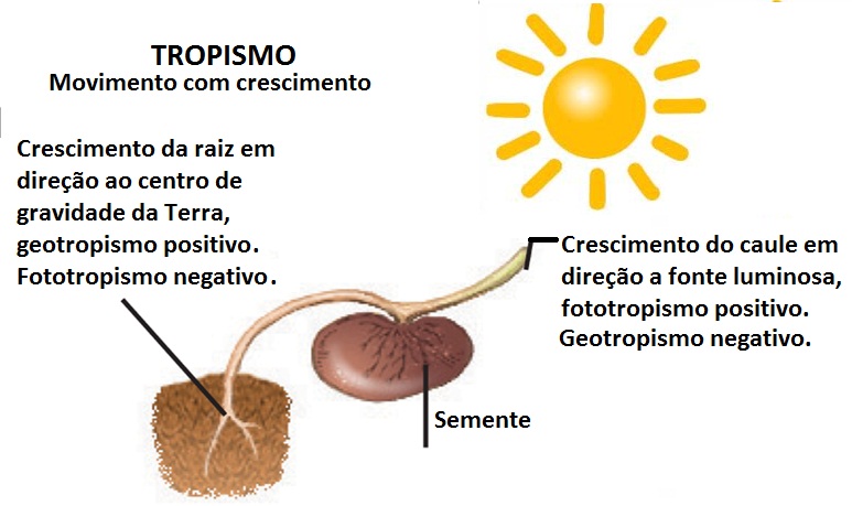 ESTIMULO PLANTA estimulo planta:
