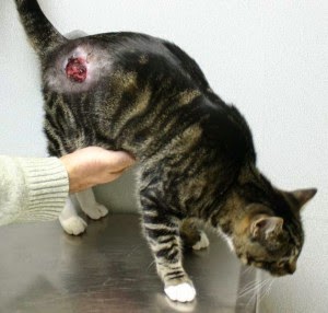 Cat Hospital Long Island Cat Hospital Long Island