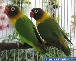 African Lovebirds Cages