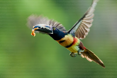 Aves de El Salvador