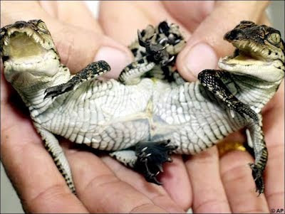 Most Unusual And Weird Creatuers On Earth