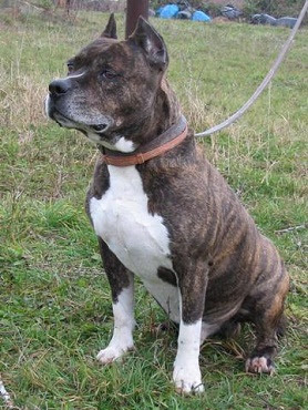 terrier american staffordshire very breeds dog medium strong sized
