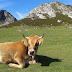 SEGUNDA ENTREGA DEL VIAJE A ASTURIAS