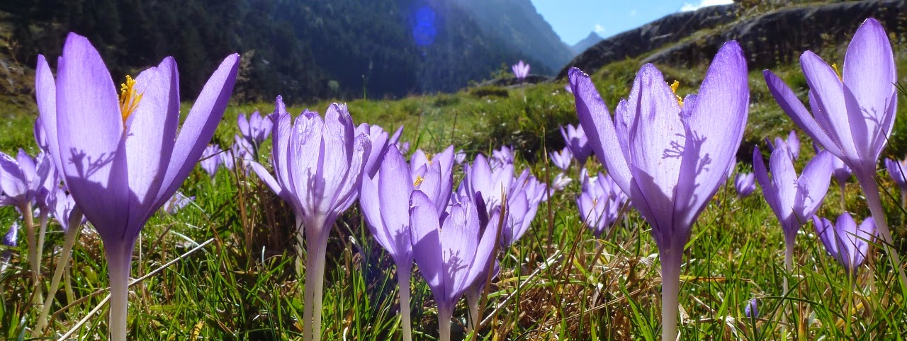 Autumn Crocuses by the Lac de Gaube