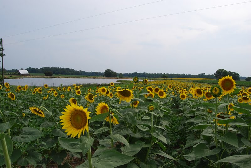 Granny Lessons Fields of Sunflowers Lochapoka, Alabama
