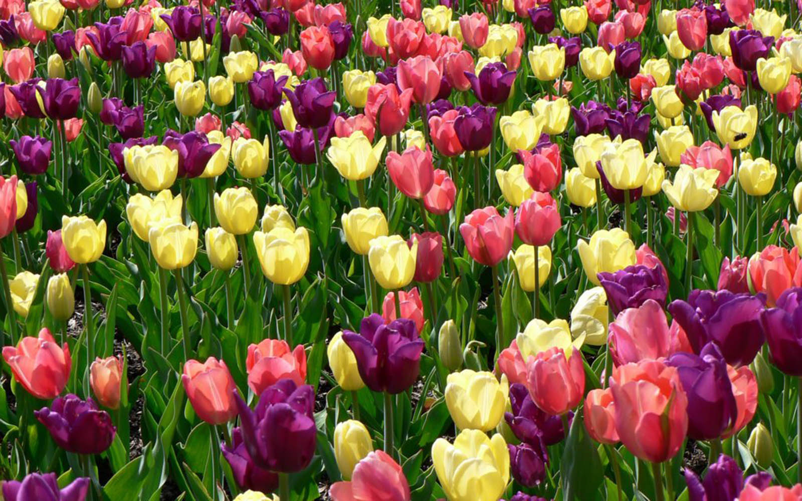 wallpapers spring flowers wallpapers wallpapers spring flowers wallpapers