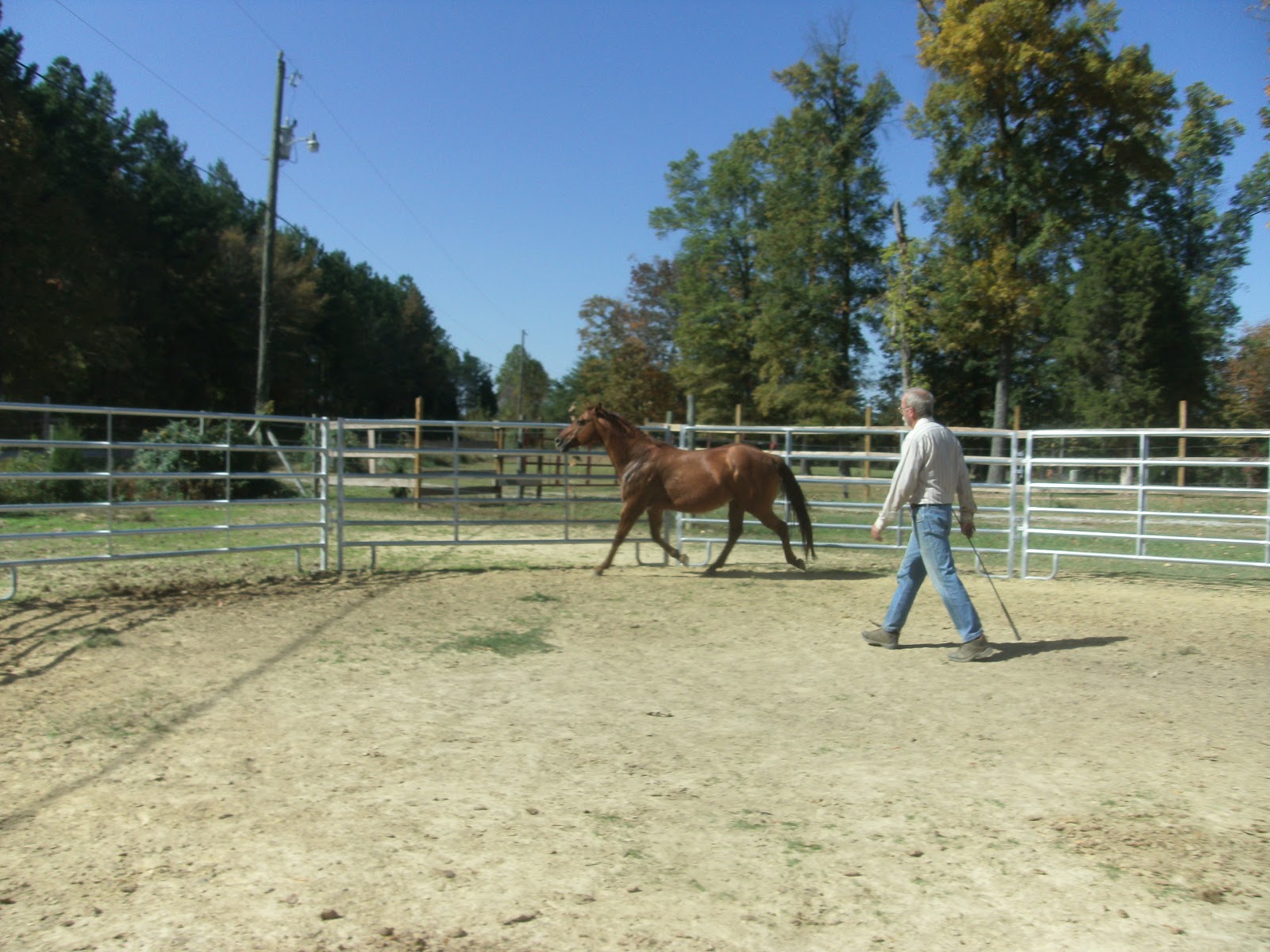 Horse Training The Carolina Cowboy Round Ring Copper's First Session