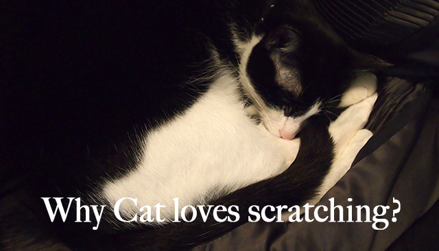 why cat loves scratching?