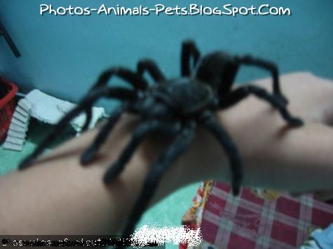 http://4.bp.blogspot.com/-qPtqmVo0weQ/TbbJ5xyku3I/AAAAAAAAA0w/ZhASE7Ce9Mg/s1600/Pet%2BHaplopelma_0001.jpeg