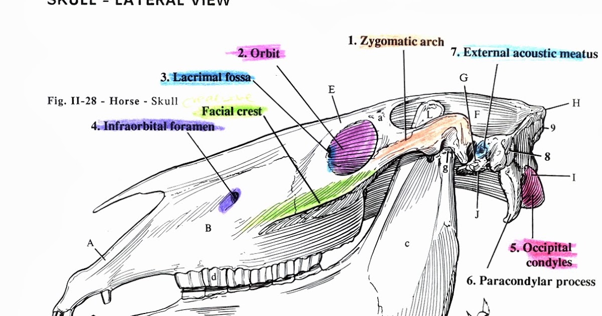 Bit of Honey Training Looking a Horse in the Mouth