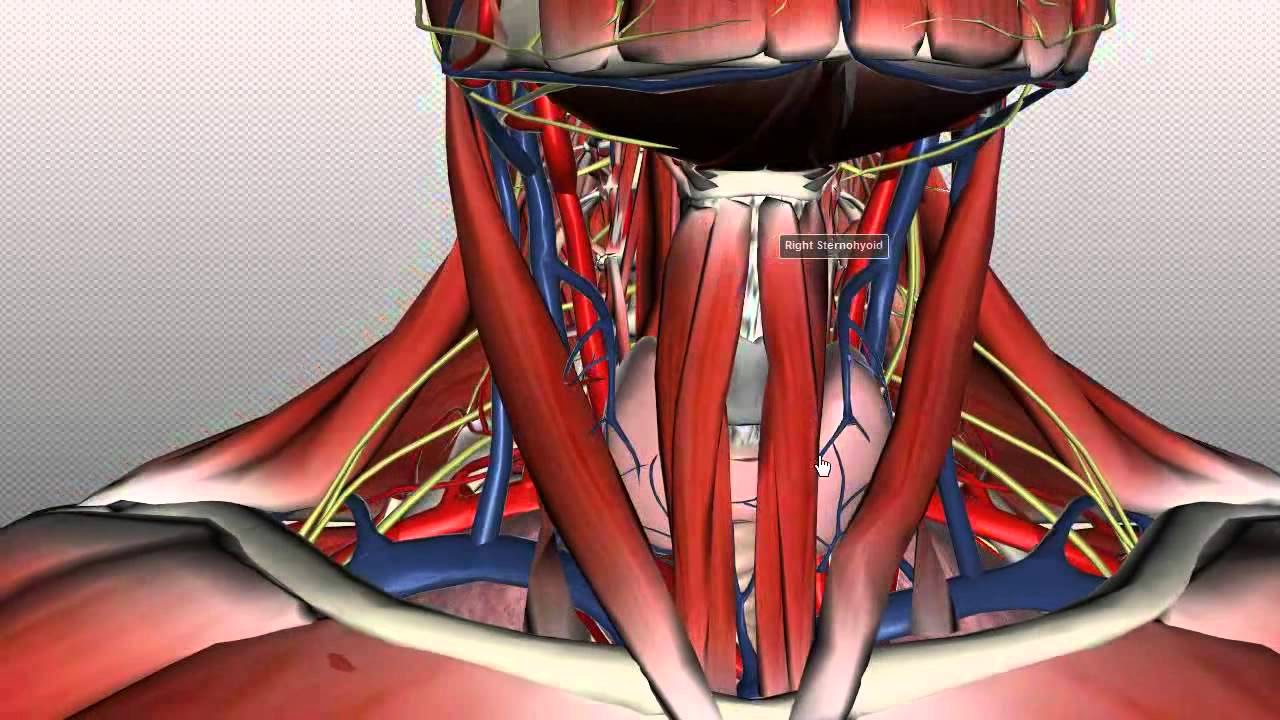 MILES TO READ B4 I SLEEP: level 2 a and 2b cervical lymph node CV LN LEVELS