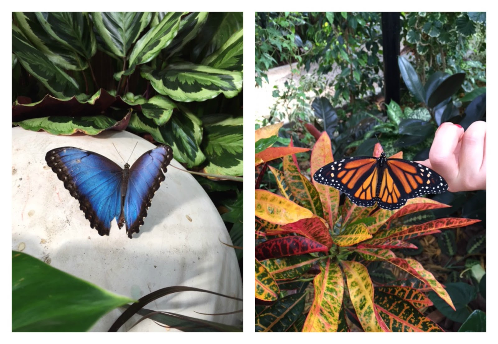 Dubai our Sandbox Our adventure at The Dubai Butterfly Garden