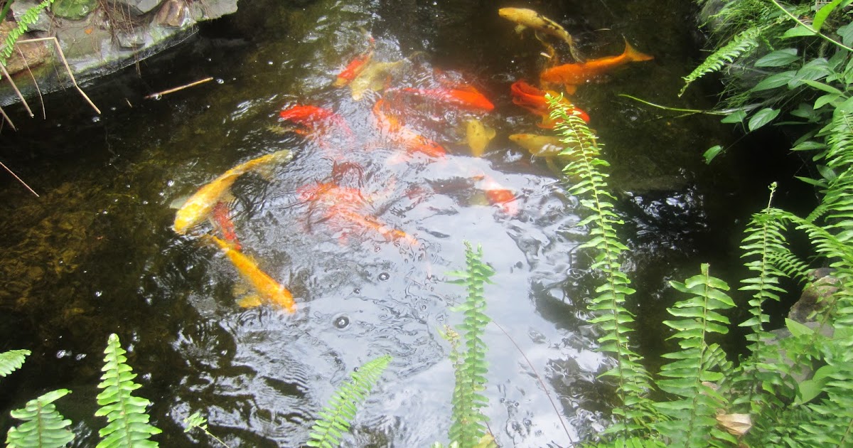 Fish Farming A recent visit to Jamaica