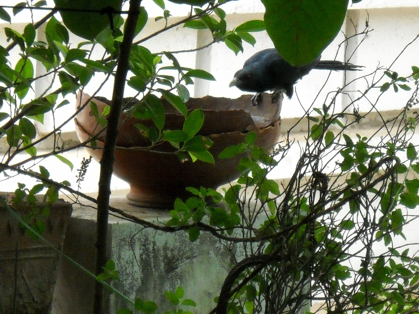 Water bowl for birds & sparrow nests Green Ahmedabad