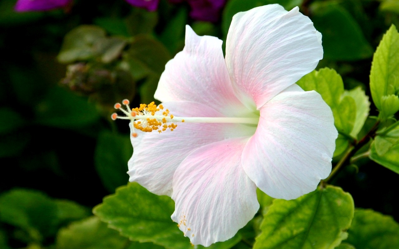 Bunga Panca Warna di Taman yang Indah
