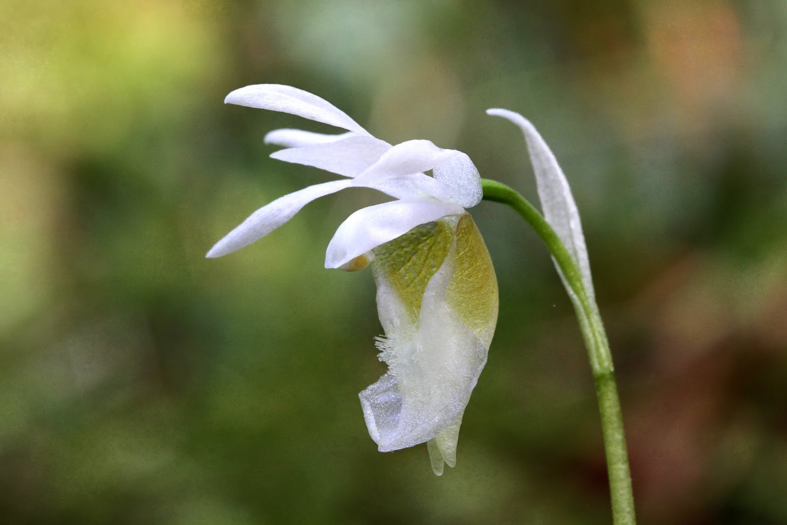 Native Orchids of the Pacific Northwest and the Canadian Rockies Calypso bulbosa var