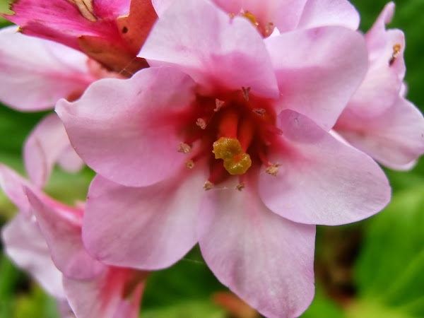 Flor de HORTENSIA DE INVIERNO: Bergenia crassifolia
