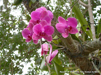 orquídeas vivem