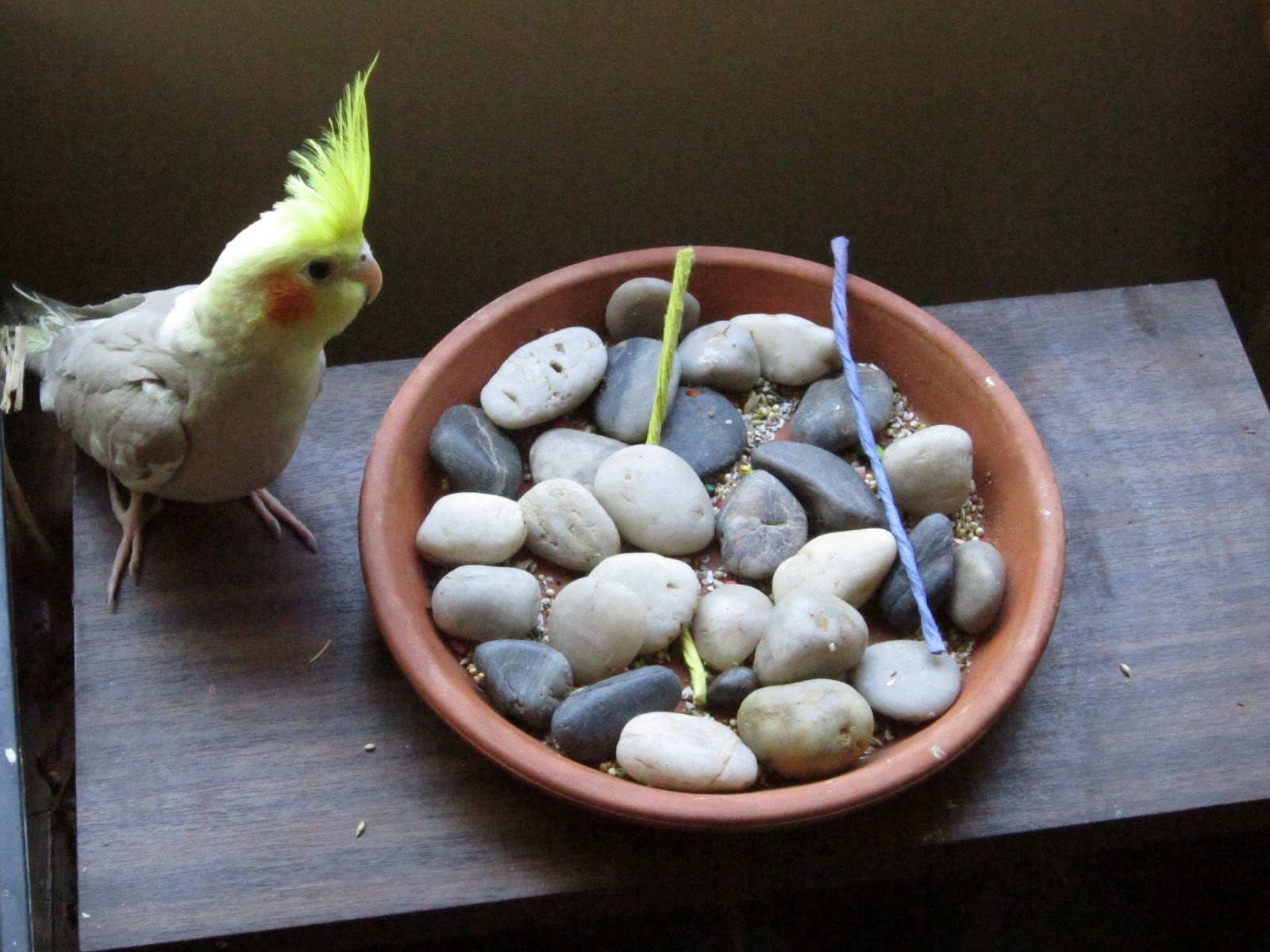 cockatiel foraging