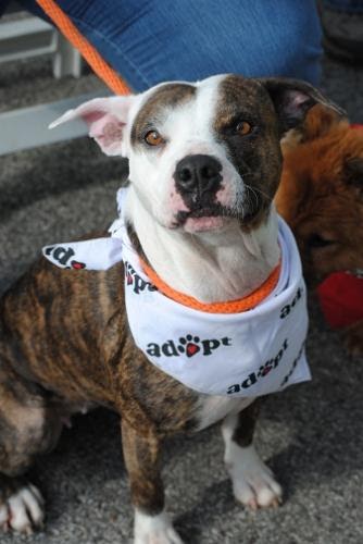 puppy adoption st louis talking dogs at for of a adopt a from stray rescue of st louis puppy adoption st louis talking dogs at for of a adopt a from stray rescue of st louis