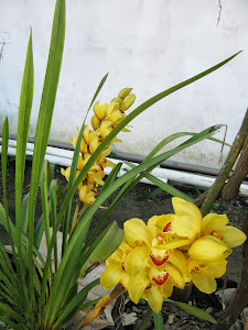 Orquídea