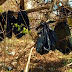 25 Cats Found Murdered in Yonkers, New York: An Atrocious Act of Animal Cruelty