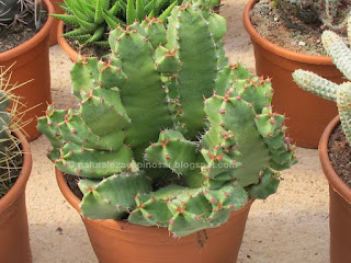 Euphorbia resinifera